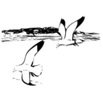 Dos gaviotas argénteas en vuelo vector imagen